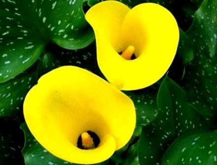 Zantedeschia9