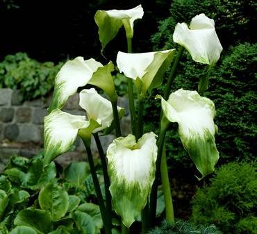 ZantedeschiaGreenGoddess