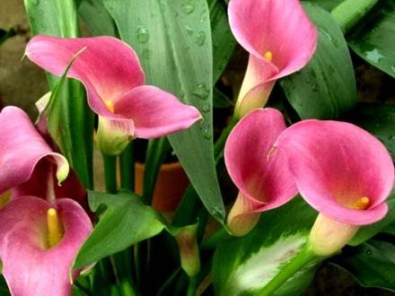 ZantedeschiaRehmannii