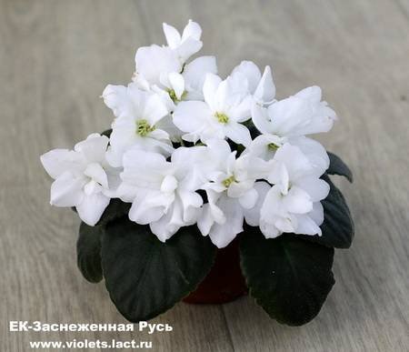 ЗаснеженнаяРусь4
