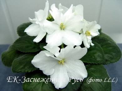 ЗаснеженнаяРусь8