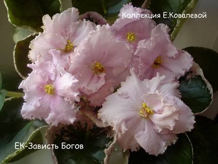 ЗавистьБогов4