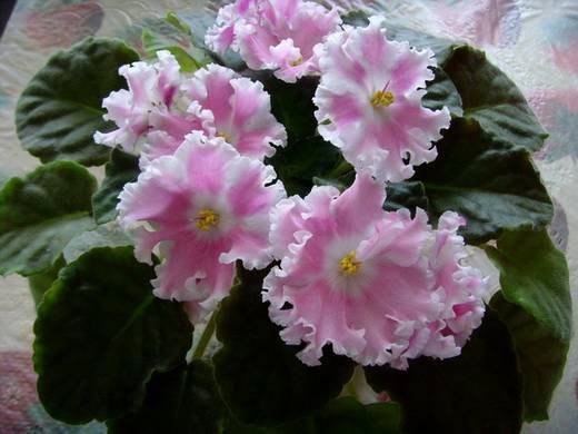 Зефир6