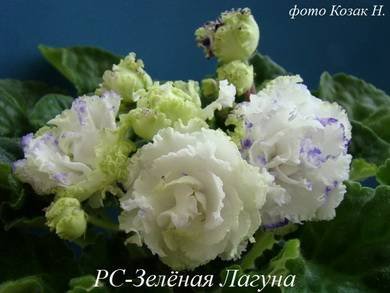 ЗеленаяЛагуна4