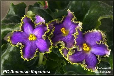 ЗеленыеКораллы5