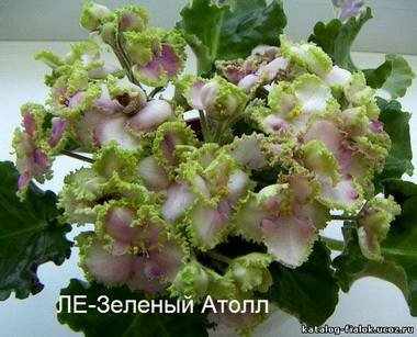 ЗеленыйАтолл4