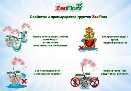 ZeoFlora2