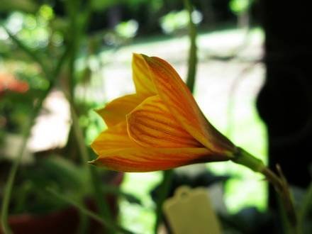 ZephyranthesAndersonii