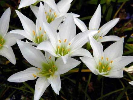 ZephyranthesAtamasca