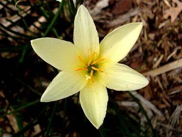 ZephyranthesBangkokYellow