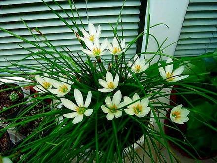 ZephyranthesCandida1