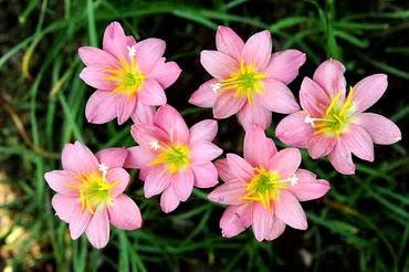 ZephyranthesDarkPink