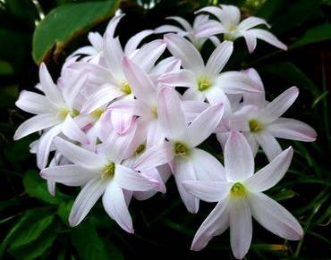 ZephyranthesFirstLove