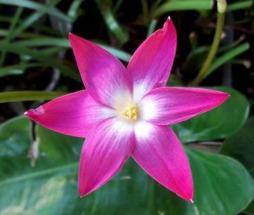 ZephyranthesHeartThrob