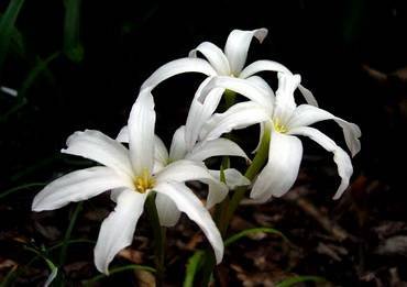 ZephyranthesItsyBitsy