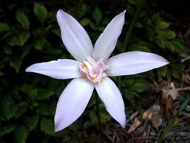 ZephyranthesJakartaJewel