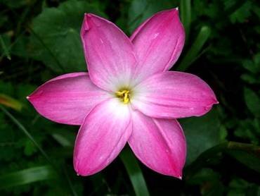 ZephyranthesLabuffarosaPink