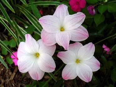 ZephyranthesLilyPies