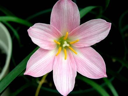 ZephyranthesLindleyana