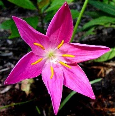 ZephyranthesMacrosiphon