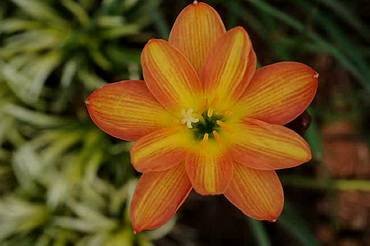 ZephyranthesMulticolored