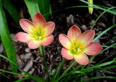 ZephyranthesPaulNiemi