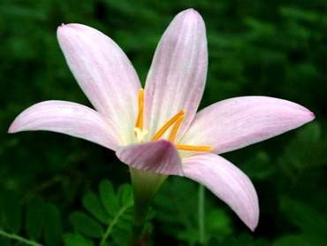 ZephyranthesPrairieSunset