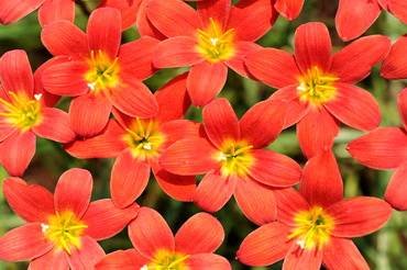 ZephyranthesPrideOfSingapore