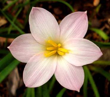 ZephyranthesRedneckRomance