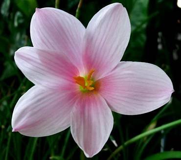 ZephyranthesSakuraSnow