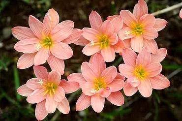 ZephyranthesStripeyPink