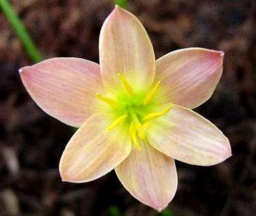 ZephyranthesTenexioApricot