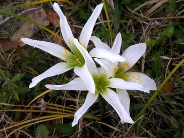 ZephyranthesTreatiae