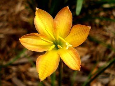 ZephyranthesTwistedSisters