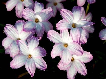 ZephyranthesVersicolor