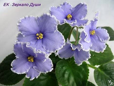 ЗеркалоДуши1