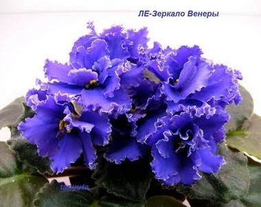 ЗеркалоВенеры4