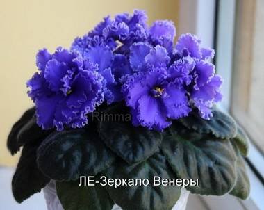 ЗеркалоВенеры5