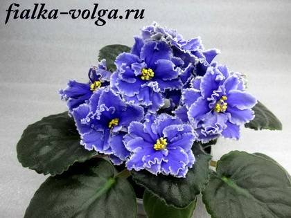 ЗеркалоВенеры7