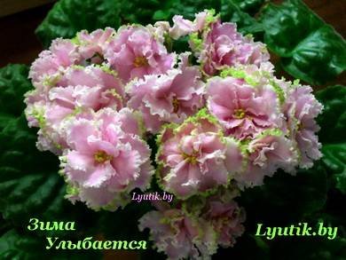 ЗимаУлыбается4