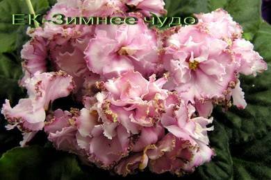 ЗимнееЧудо2