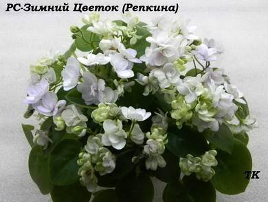 ЗимнийЦветок2