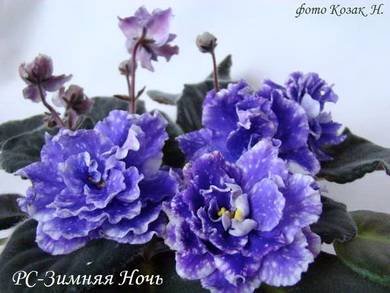 ЗимняяНочь2