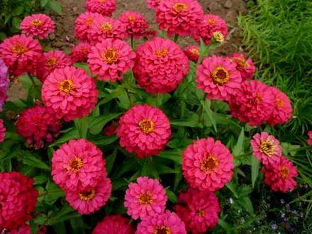 Zinnia1