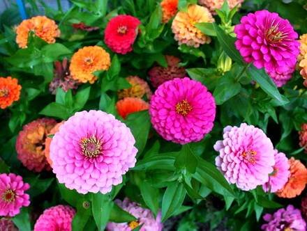 Zinnia10