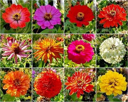Zinnia11