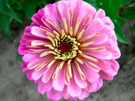 Zinnia12