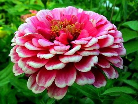 Zinnia13