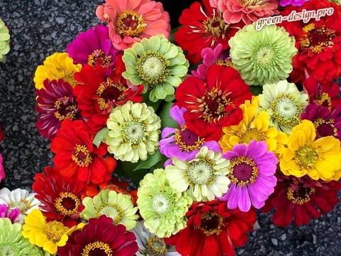 Zinnia14