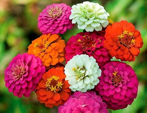 Zinnia15